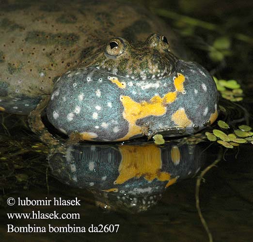 Bombina bombina Червенокоремна бумка Fire-Bellied Toad