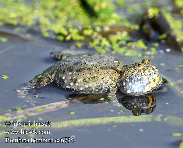 Bombina bombina Fire-Bellied Toad Klokkefrø kellosammakko