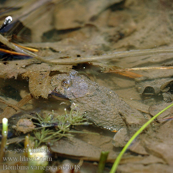 Bombina variegata Yellow-bellied Toad Gulbroget klokkefrø