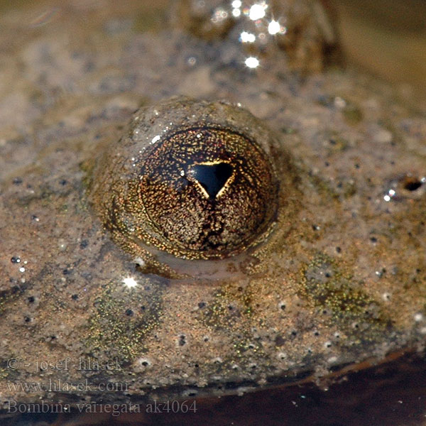 Ululone ventre giallo Sárgahasú unka Gelbbauchunke Kumak górski