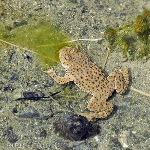 Yellow-bellied Toad Gulbroget klokkefrø Vuoristokellosammakko