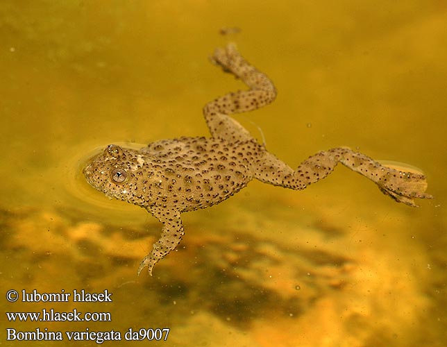 Bombina variegata Yellow-bellied Toad Gulbroget klokkefrø