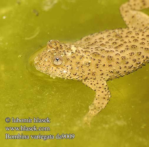 Bombina variegata Sonneur ventre jaune Geelbuik vuurpad