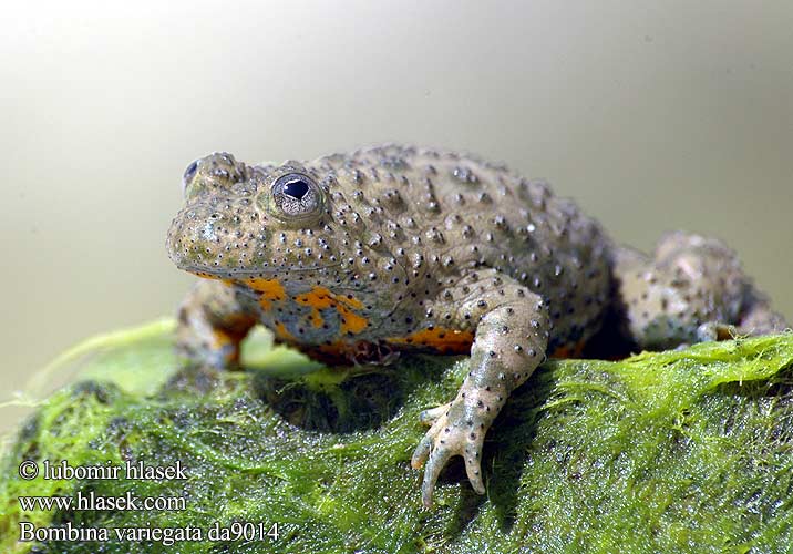 Bombina variegata