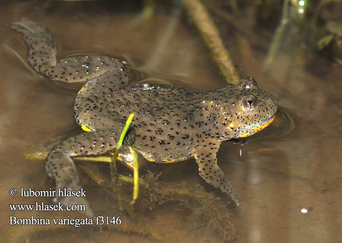 Kuňka žlutobřichá Sapillo vientre amarillo