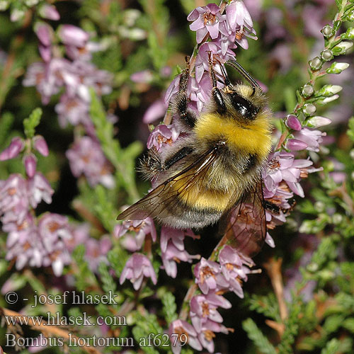 Bombus hortorum Trädgårdshumla Tarhakimalainen Havehumle Hagehumle Bombo degli orti