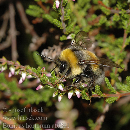 Bombus hortorum Садовый шмель Tuinhommel Poszméhek Čmeľ záhradný