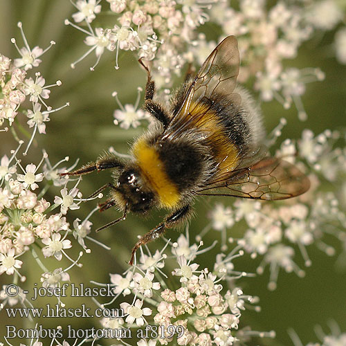 Bombus hortorum Čmelák zahradní Gartenhummel Trzmiel ogrodowy