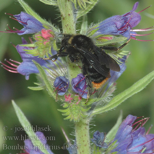 Bombus lapidarius Steenhommel Red-tailed bumblebee Čmeľ skalný Stenhumla Kivikkokimalainen Steinhumle