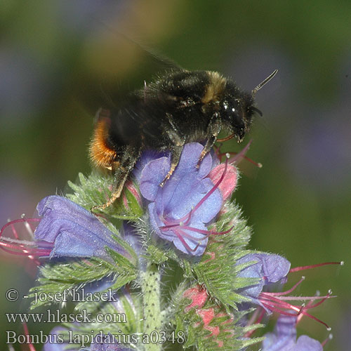 Bombus lapidarius Čmelák skalní Steinhummel Trzmiel kamiennik Каменный шмель