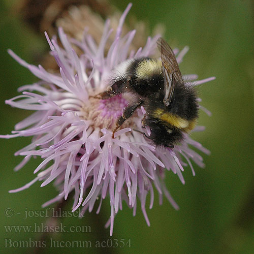 Bombus lucorum Čmelák hájový Hellgelbe Erdhummel Trzmiel gajowy Норовой шмель Veldhommel White-tailed bumblebee Szürke poszméh Čmeľ hájový Ljus jordhumla Mantukimalaine Lys Jordhumle Lys jordhumle