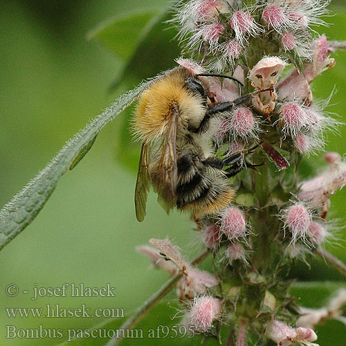 Bombus pascuorum Čmeľ poľný Åkerhumla