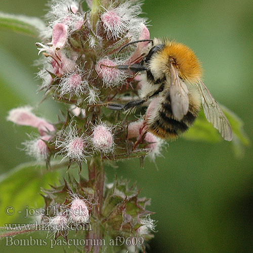 Bombus pascuorum Akkerhommel Mezei poszméh Peltokimalainen Agerhumle