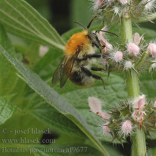 Bombus pascuorum af9677