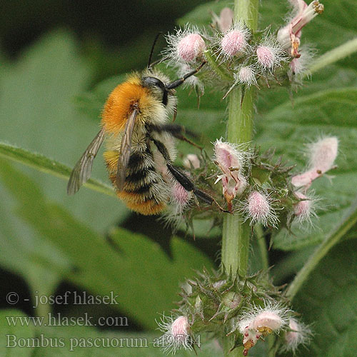 Bombus pascuorum af9704