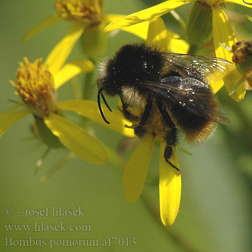 Bombus pomorum af7013