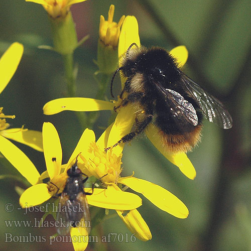 Bombus pomorum af7016