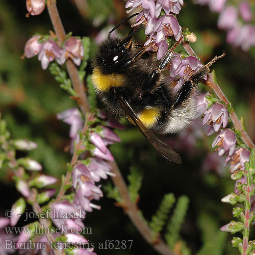 Čmelák zemní Bombus terrestris