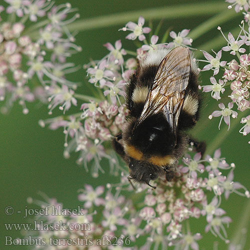 Bombus terrestris Čmeľ zemný Mörk jordhumla Kontukimalainen Mørk Jordhumle Abejorro común