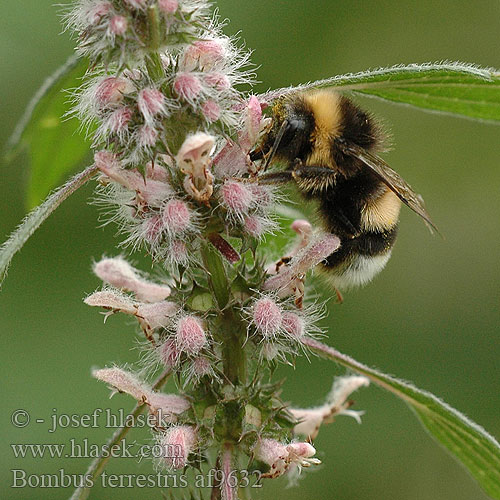Bombus terrestris Aardhommel Buff-tailed bumblebee Földi poszméh