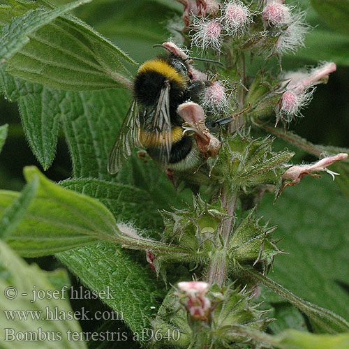 Bombus terrestris Trzmiel ziemny Земляной шмель