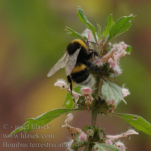 Bombus terrestris Čmelák zemní Dunkle Erdhummel