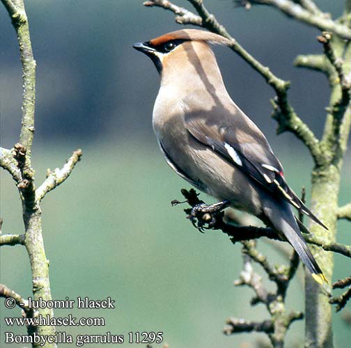 Bombycilla garrulus Bohemian Waxwing Seidenschwanz Jaseur boréal