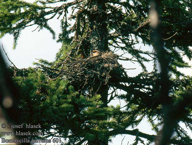 Silkehale Pestvogel Jemiołuszka Beccofrusone Tilhi Csonttollú