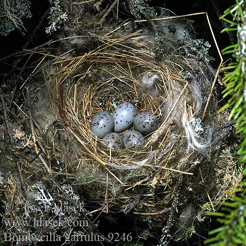 nest eggs Bombycilla garrulus Bohemian Waxwing Seidenschwanz