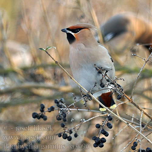 Bombycilla garrulus Bohemian Waxwing Seidenschwanz Jaseur boréal