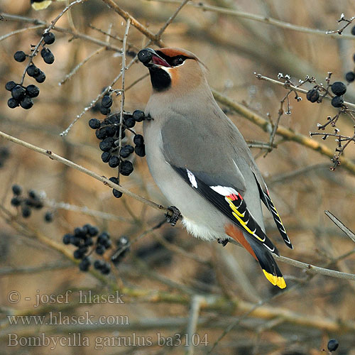 Bohemian Waxwing Seidenschwanz Jaseur boréal Ampelis Europeo