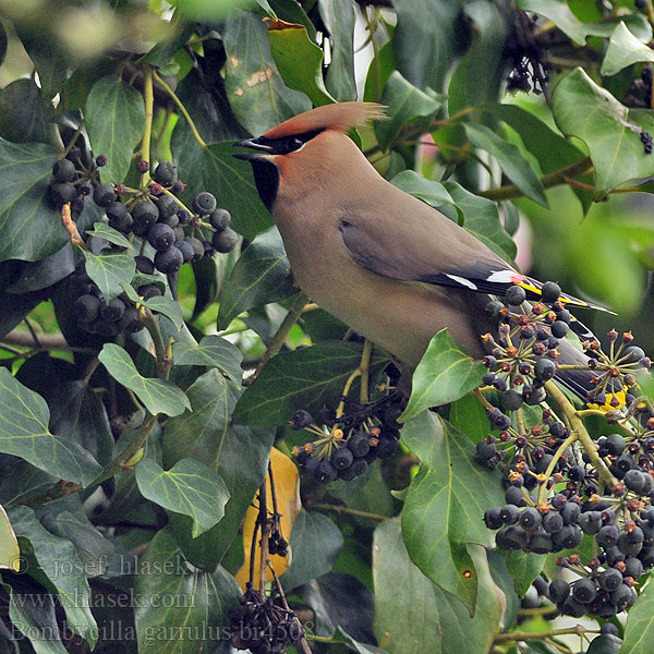 Bombycilla garrulus Bohemian Waxwing Seidenschwanz