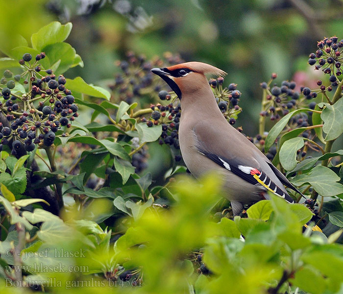 Bombycilla garrulus Brkoslav severní Silkehale Pestvogel