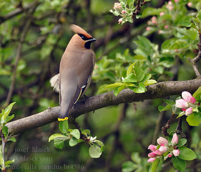 Bombycilla garrulus Jemiołuszka Beccofrusone