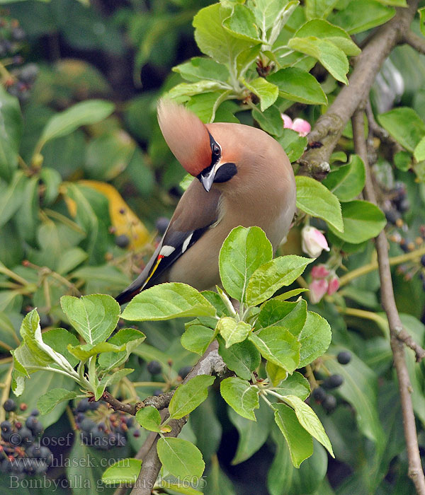 Bombycilla_garrulus_br4605