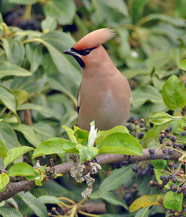 Bombycilla garrulus Ipekkuyruk Chochláč severský Zidaste