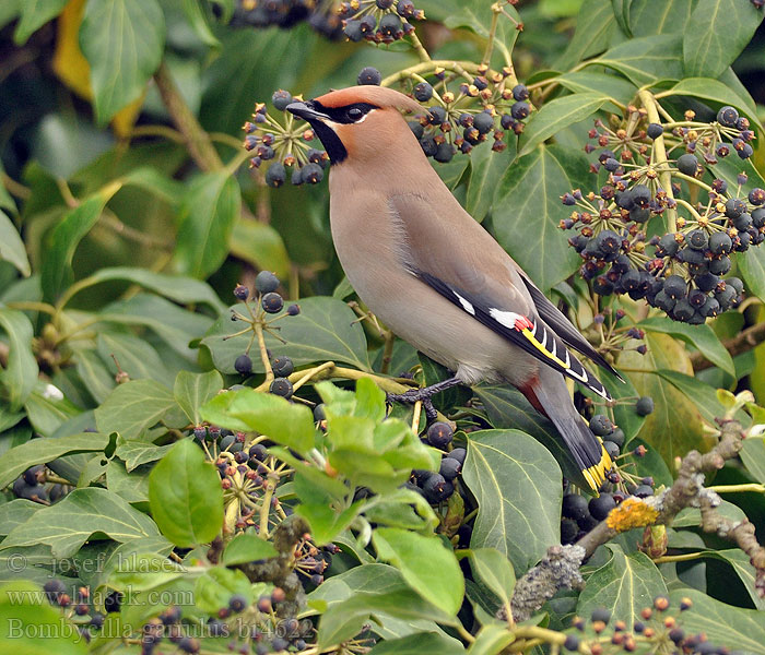 Bombycilla garrulus Siidisaba 太平鳥 Свиристель キレンジャク