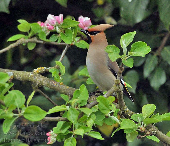 Bombycilla_garrulus_br4644