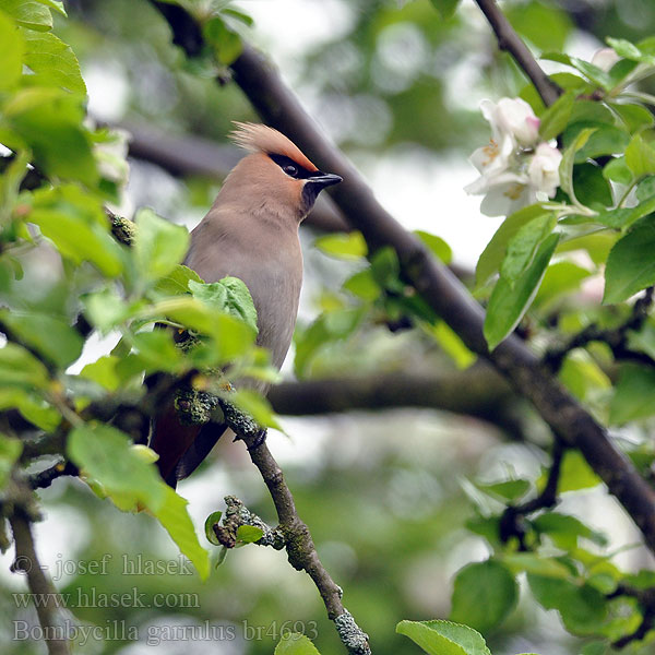 Bombycilla_garrulus_br4693