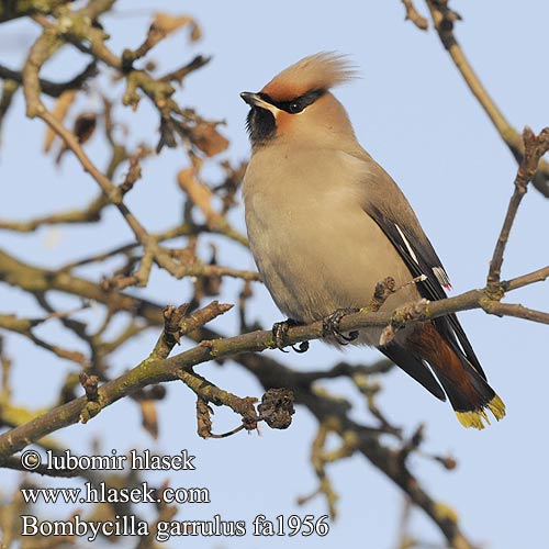 Bombycilla garrulus fa1956