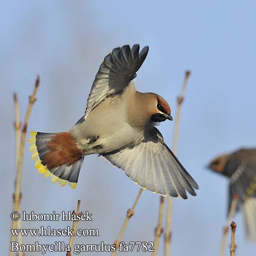 Kugara Pegam Cвилорепа Bombycilla garrulus Bohemian Waxwing