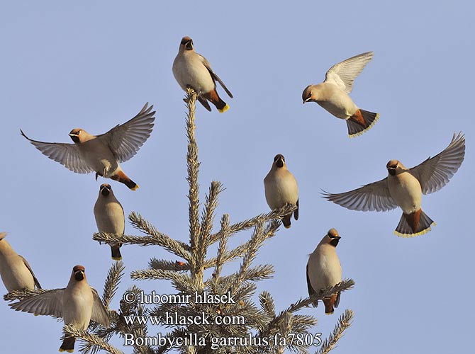 Pegam Cвилорепа Bombycilla garrulus Bohemian Waxwing