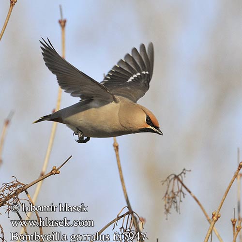 Cвилорепа Bombycilla garrulus Bohemian Waxwing