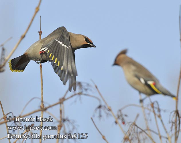 Bombycilla garrulus Bohemian Waxwing Seidenschwanz