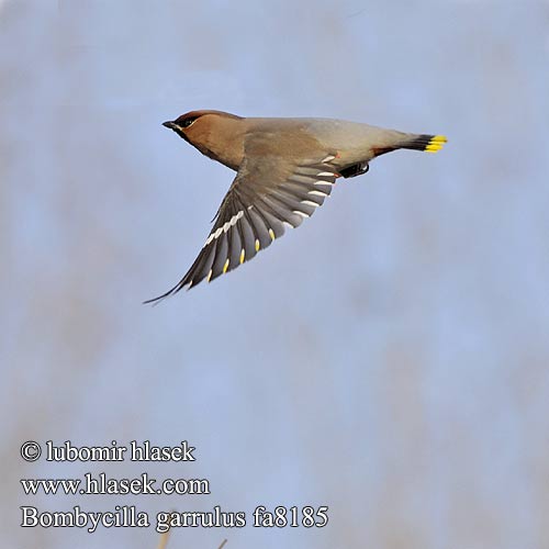 Bohemian Waxwing Seidenschwanz Jaseur boréal Ampelis Europeo