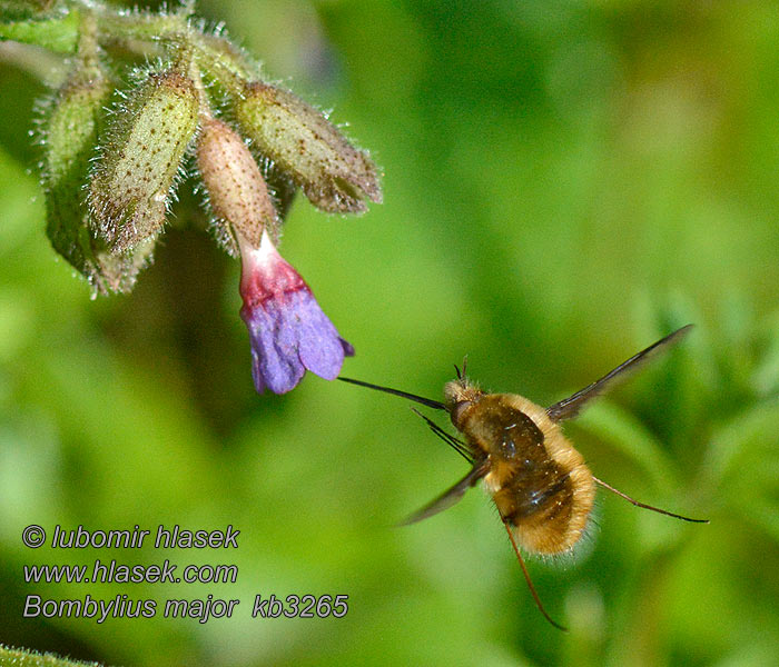 Dlouhososka velká Bombylius major