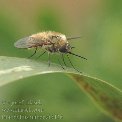 Bombylius minor Жужжало малое Petit bombyle