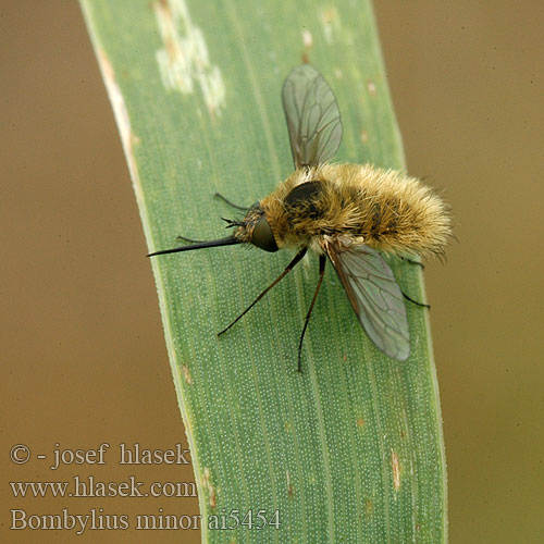 Bombylius minor Dlouhososka malá Humleflue Kleine wolzwever