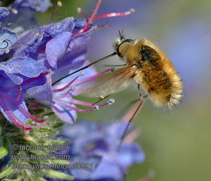 Heath bee-fly Bombylius minor