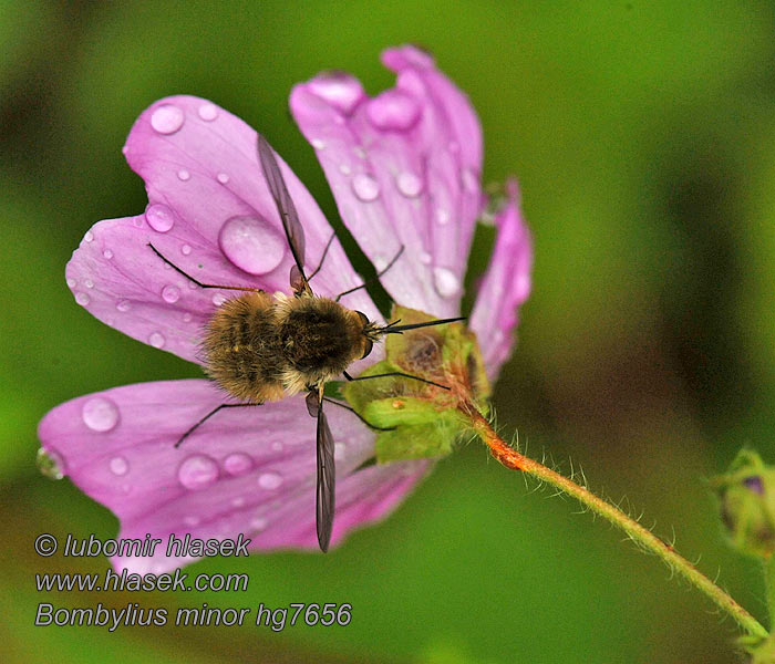 Petit bombyle Bombylius minor